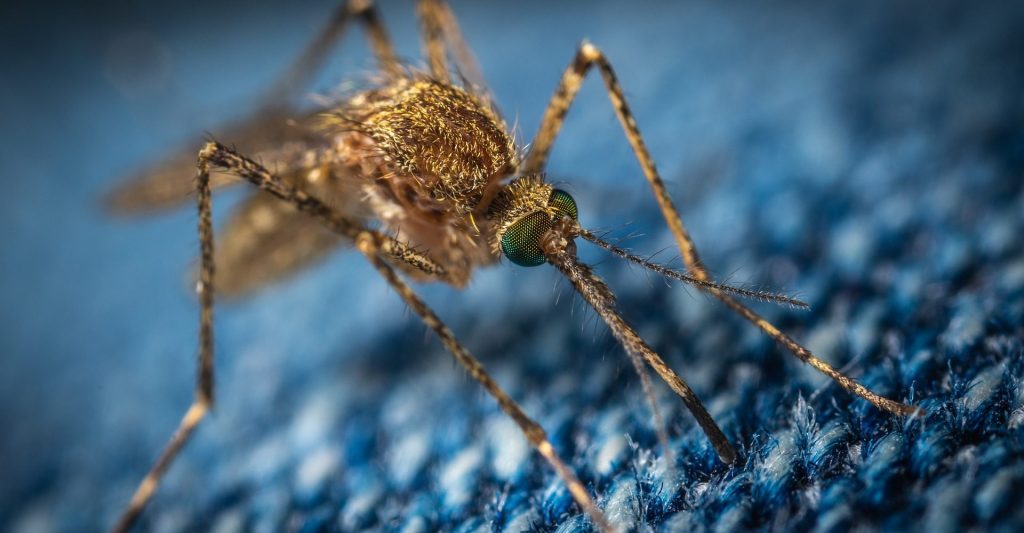 Dengue fever Crack + Virus Outbreak in Children {Latest} 2020